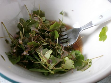 Zimbelkraut-Salat, Bild 1