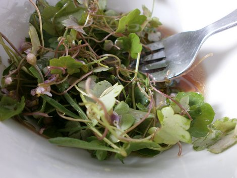Zimbelkraut-Salat, Bild 2